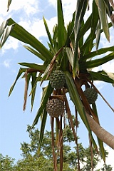 0222 Cairns Botanic Gardens